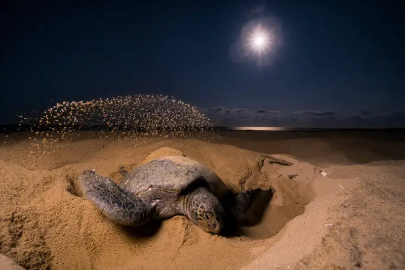 Sea turtle season is underway in Florida